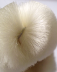 Tomioka Silk Facial Brush